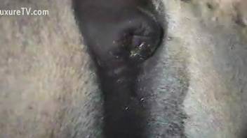Horse pussy stretched by a massive animal penis