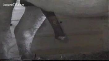 Detailed footage emphasizing an incredibly attractive male horse
