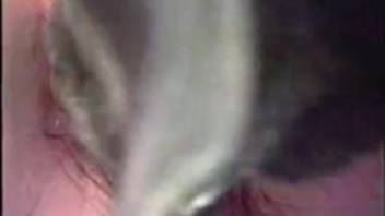 Gorgeous woman in stockings gets pounded by a black dog