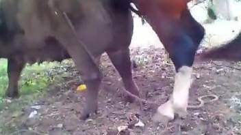 Horse fucks pig in dirty kinks while horny male records it