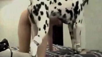 Dalmatian fucking a hoe's tight hole from behind