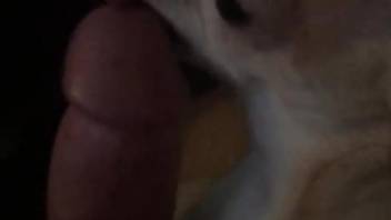 A guy's cock gets licked by a very small pooch