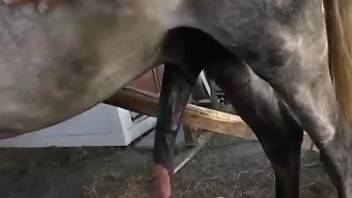 Leggy zoophilic lady has a huge horse cock to suck
