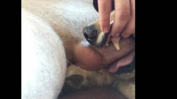 Guy pounding a pooch's obedient gullet on video