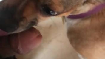 Guy receives a pleasant oral sex from his attractive dog