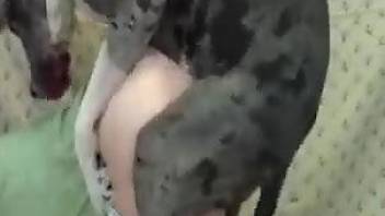 Beauty in ripped jeans getting screwed by a sexy dog