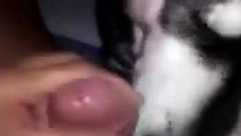 Chubby dude gets his balls licked by a kinky pooch