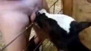 Naughty vixen adores a guy's attractive dick