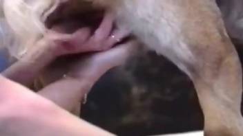 Blond-haired babe worships a dog's juicy cock on camera