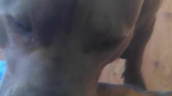 High-quality POV blowjob clip with a tempting beast