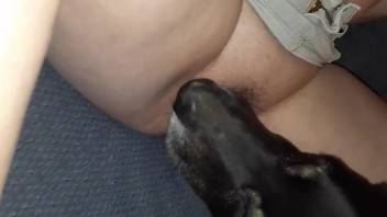 Dog licks woman's pussy and ass in a sloppy mode