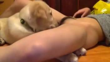 Bushy vulva chick getting tongued by a truly perverted pooch