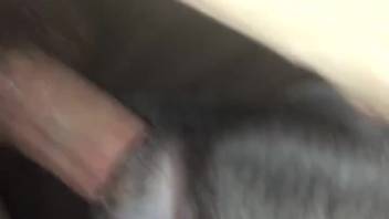 Bushy-dicked guy pounding a wild vixen's slit in close-up