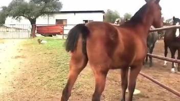 Sexy horse showing its lovely pussy in a taboo vid