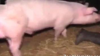 Hot female leaves the pig to fuck her wet pussy