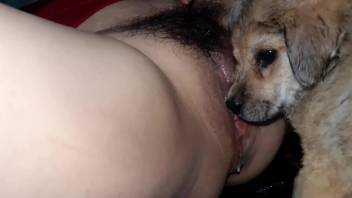 Hairy pussy zoophile getting licked by a dirty puppy