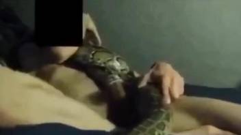 Dude prepares to fuck a snake in a taboo zoophile video