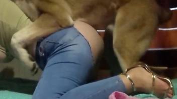 Dog licks her fine ass before the busty woman strips to fuck