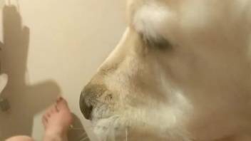 Average-sized dick comprehensively licked by a pup