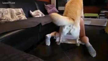 Intimate anthology footage featuring the steamiest canine copulation