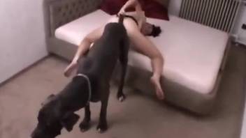 Leggy chick asks this dog to fuck her deeper and deeper