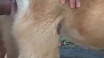 Narrow beast orifice expanded by a zoophilia deviant