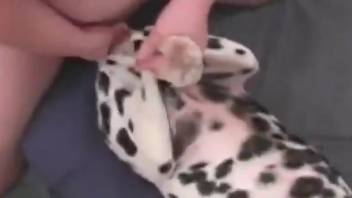Dalmatian with a needy  hole getting fucked in mish