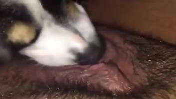 Trimmed pussy lady getting licked by a dirty mutt