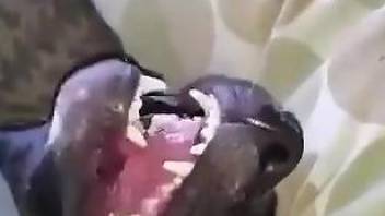 Black dog getting fucked by a really thirsty guy