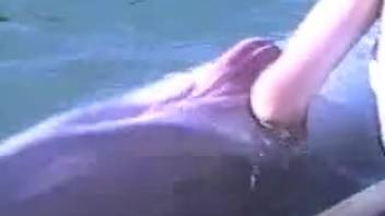 Man summons dolphin and tenderly strokes its body with his palm