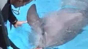 Dolphin trainer on daily training watches mammal's penis