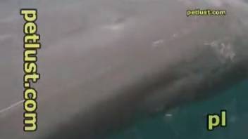 Guy masturbates a dolphin's dick in a super steamy zoo video