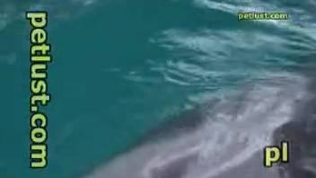 Filthy deviant strokes dolphin's hard cock using his hand