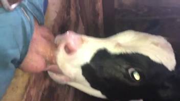 Guy rams his dick into a cow's mouth hardcore