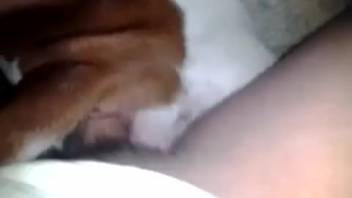 Naked guy intensely penetrates fluffy canine more forcefully than before