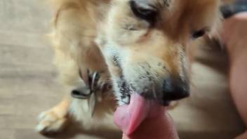 Dude's uncut cock gets pleasured by a sexy dog