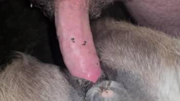 Furry beast getting drilled by a firm cock here