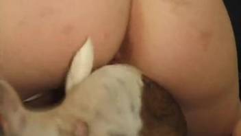 Pigtailed gal is addicted to gorgeous dog dicks