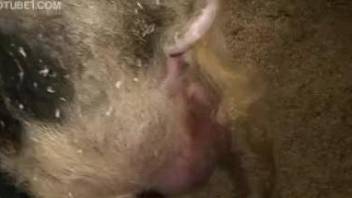 Wet pussy babe getting fucked brutally by a horny animal