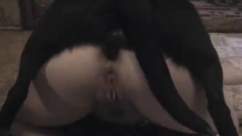 Large ebony canine penetrates his promiscuous owner's rear hole