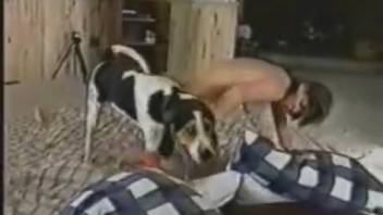 At-home bestiality involving canines with an inexperienced spouse
